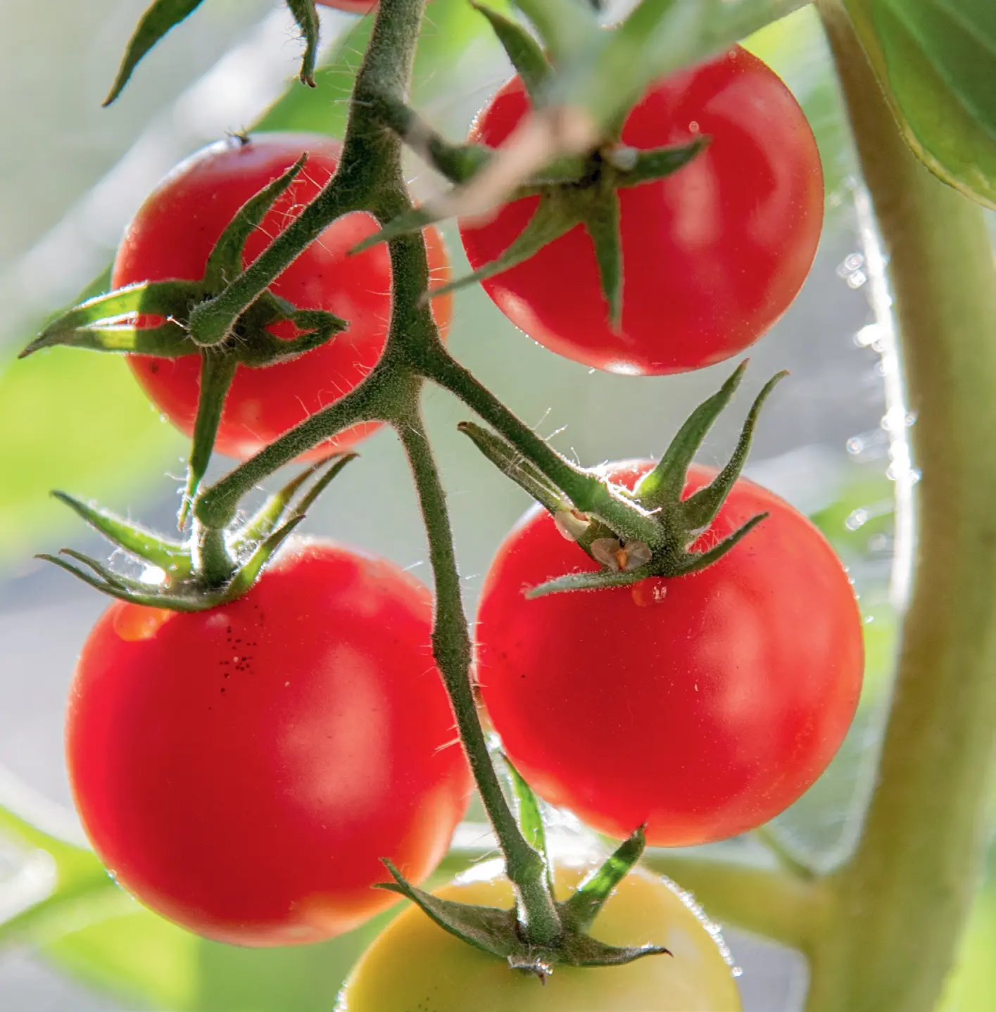 167_42_Days_Studer_Tomatenglck_9783258084718_(c)Martin_Studer_RGB